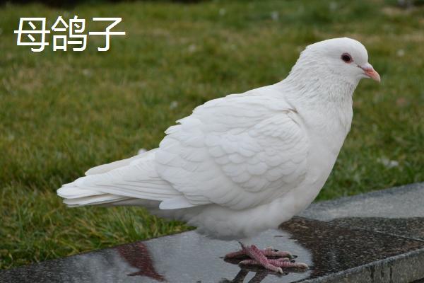 如何区分鸽子公母，公鸽的头部比母鸽的大一些