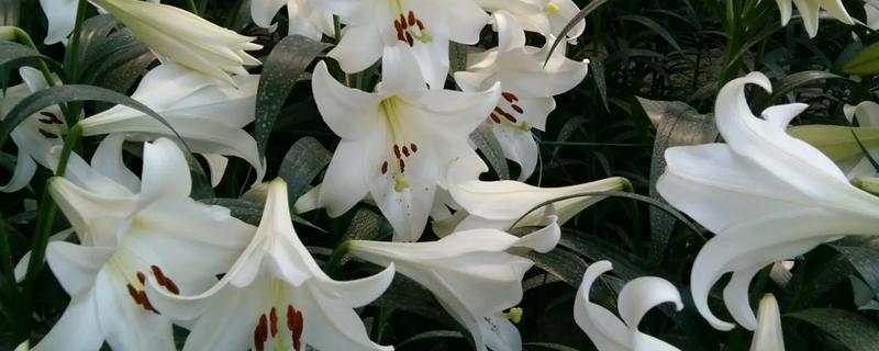 盆栽百合花种植管理技术
