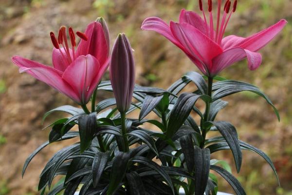 盆栽百合花种植管理技术，建议每年换盆1次