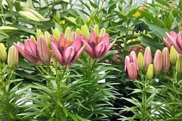 盆栽百合花种植管理技术，建议每年换盆1次