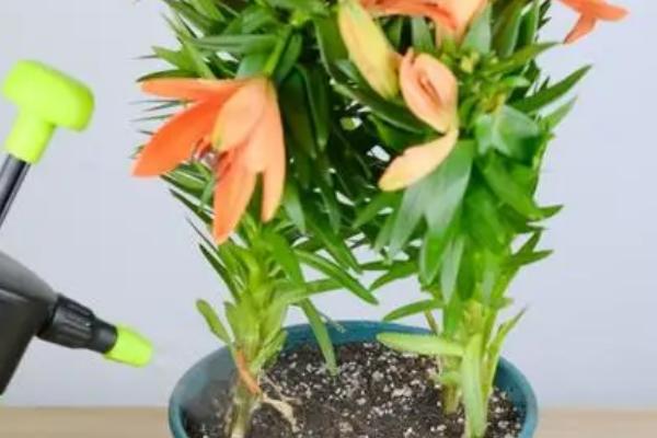 盆栽百合花种植管理技术，建议每年换盆1次