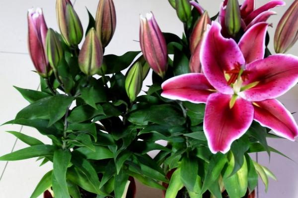 盆栽百合花种植管理技术，建议每年换盆1次