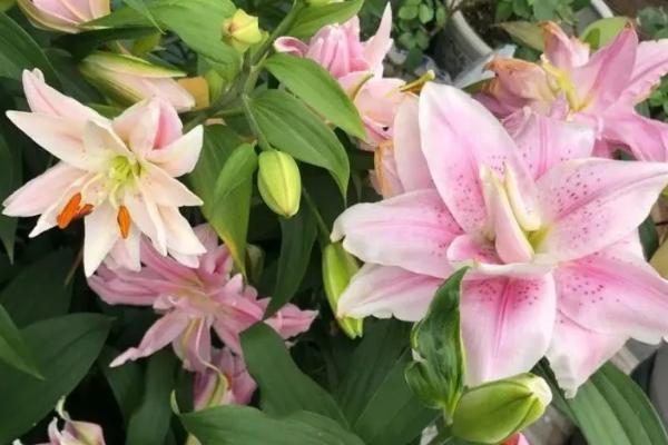 盆栽百合花种植管理技术，建议每年换盆1次