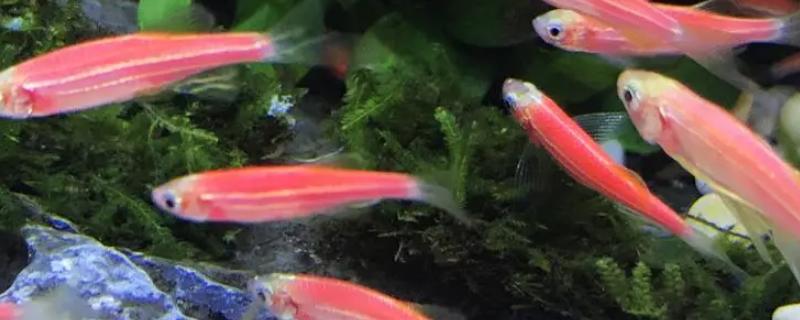 斑马鱼喜欢在水面上层吗