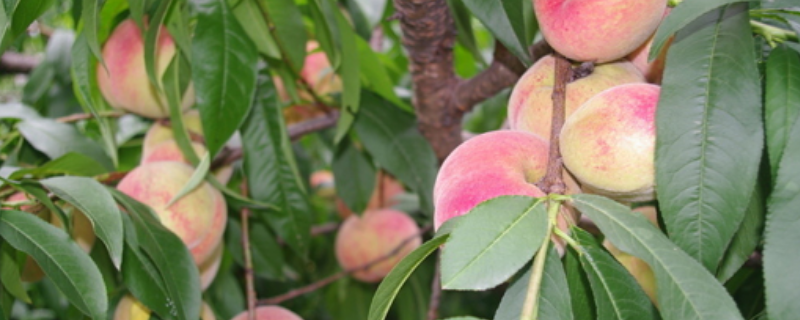 冬桃的种植技术介绍