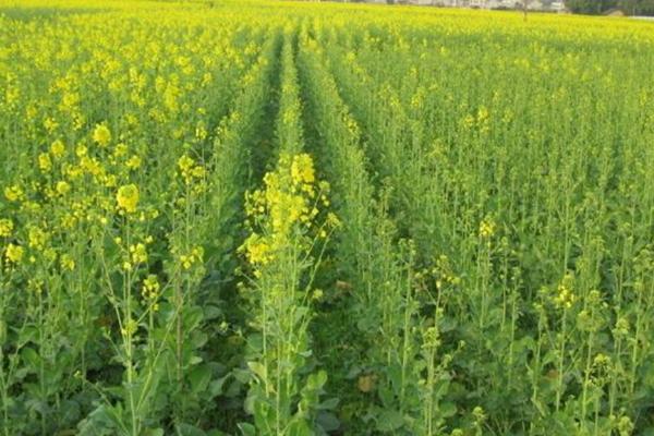 油菜什么时候成熟，大概5月份前后