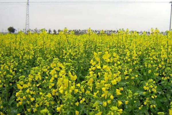 油菜什么时候成熟，大概5月份前后