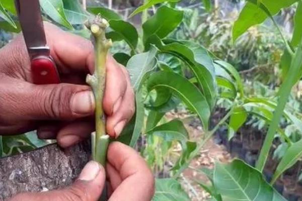 苹果嫁接苗怎么管理，接穗长到一定程度要松绑缠带