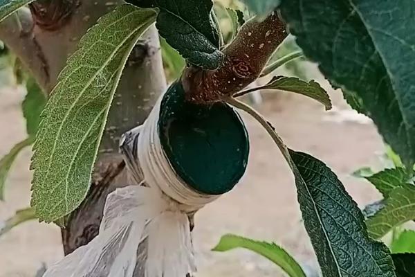 苹果嫁接苗怎么管理，接穗长到一定程度要松绑缠带