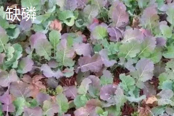 种植油菜怎么区分缺肥症，叶片变红一般是缺氮