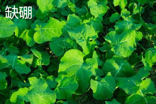 种植油菜怎么区分缺肥症，叶片变红一般是缺氮