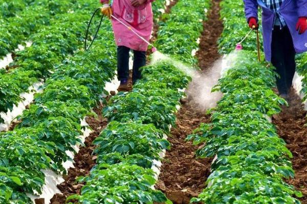 无公害蔬菜怎么追肥，应根据需肥特点确定施肥方式