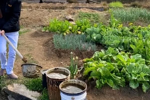 无公害蔬菜怎么追肥，应根据需肥特点确定施肥方式