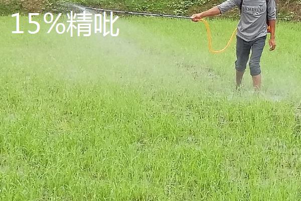 有哪些大蒜田除草剂，包括乙草胺和恶草酮等种类