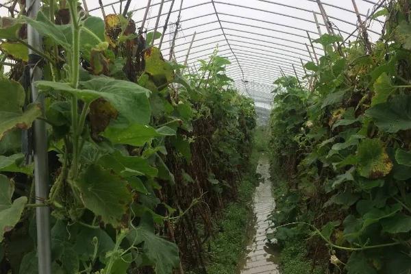 如何避免丝瓜早衰，根据植株生长状况合理留瓜