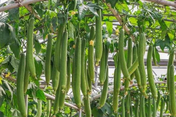 如何避免丝瓜早衰，根据植株生长状况合理留瓜
