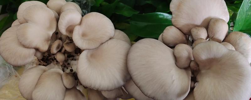 平菇不出菇的原因