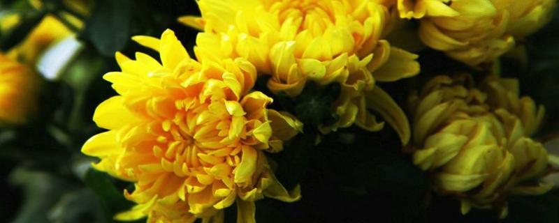 四季菊花几月开花