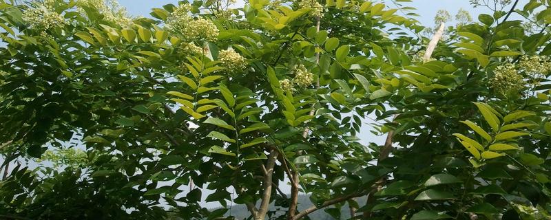 黄花梨种植技术