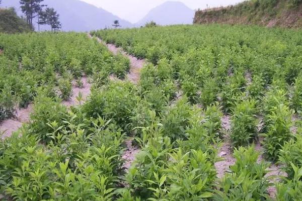 苍术的种植时间，适合在3-4月份播种