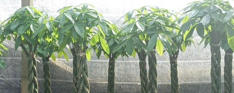 怎么养殖招财树