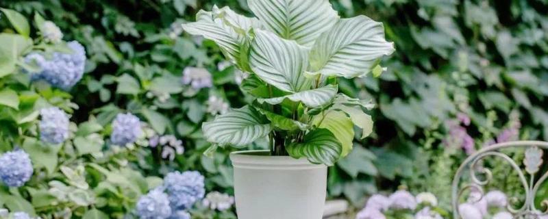 青苹果植物怎么养