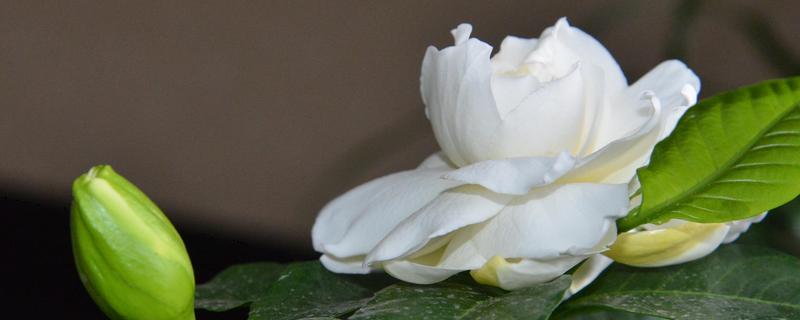 水培栀子花的方法