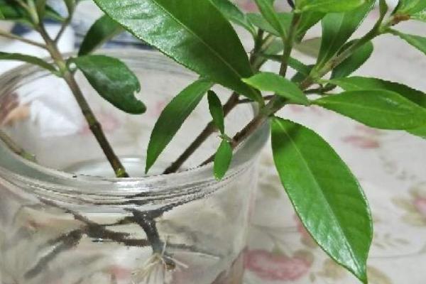 水培栀子花的方法，需洗净消毒后再插入水中