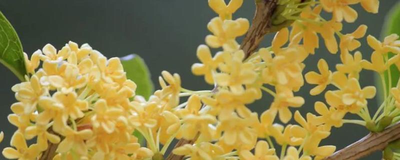 北方怎么养桂花