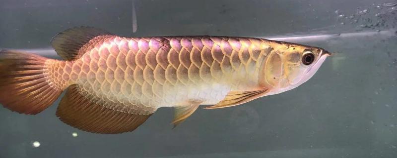 多久给金龙鱼换一次水