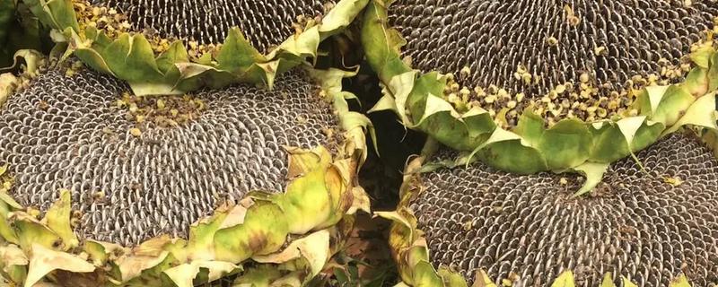 葵花籽的种植方法