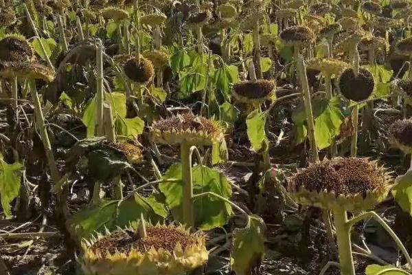 葵花籽的种植方法，用腐殖土或是沙质土进行栽种
