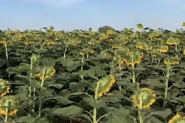 葵花籽的种植方法，用腐殖土或是沙质土进行栽种