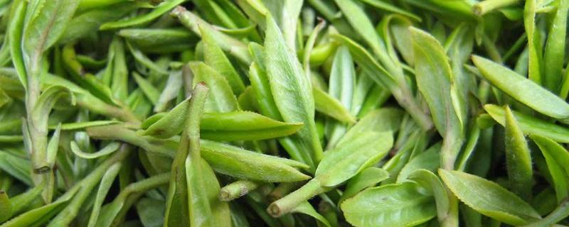 雀舌茶属于什么茶价格多少钱一斤
