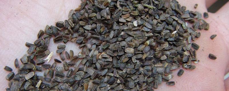 传统中药益母草种子多少钱一斤