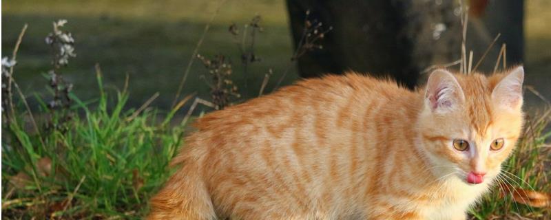 猫帮人按摩的原因
