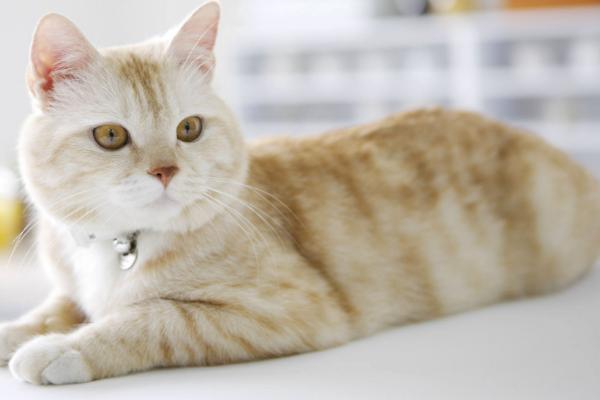 猫帮人按摩的原因，可能是在宣示领地主权
