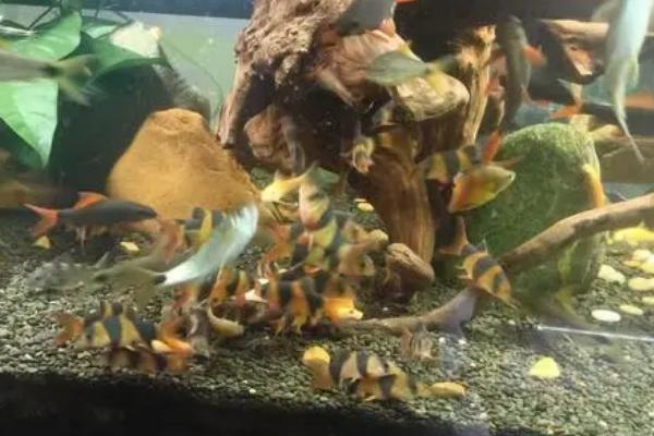 三间鼠鱼好不好养，适合与性情温和的鱼种混养