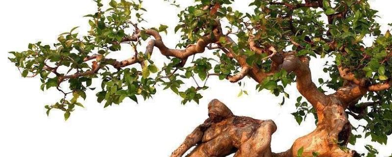 种植盆景的8个要点