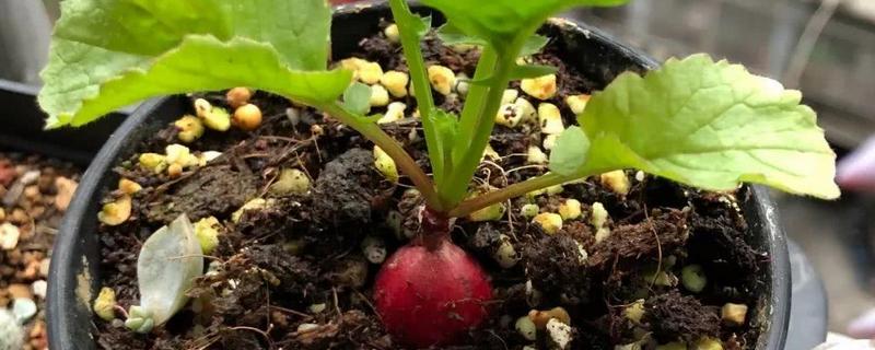 室内蔬菜种植技术