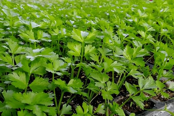 多大的芹菜苗才能移栽，株高达到10厘米即可栽种