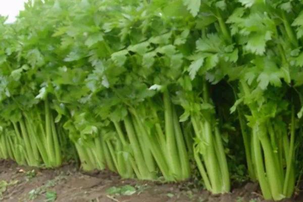 多大的芹菜苗才能移栽，株高达到10厘米即可栽种