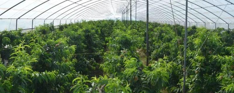 大棚桃树花果期有哪些管理要点