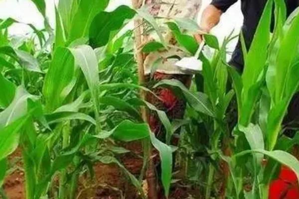 夏玉米高产秘诀，施肥是关键