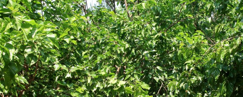 秋季植桑要点
