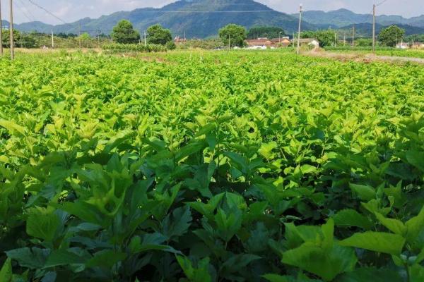 秋季植桑要点，栽苗时要理顺根苗