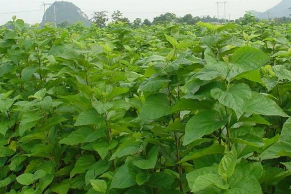 秋季植桑要点，栽苗时要理顺根苗