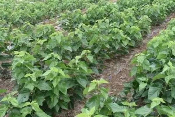 秋季植桑要点，栽苗时要理顺根苗