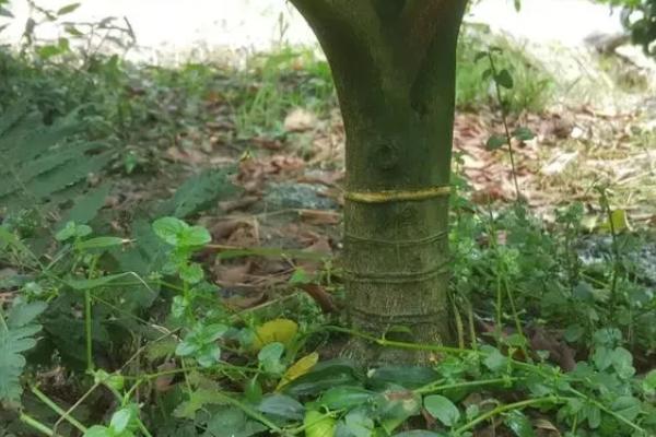 夏天怎么管理油柿，成年果树要适当环割