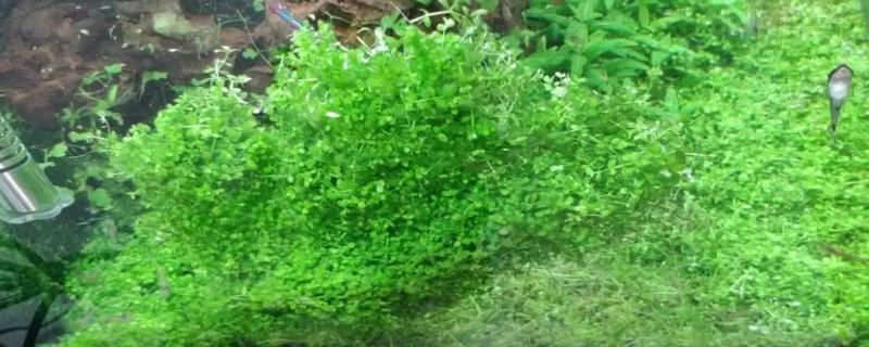 矮珍珠属于阴性水草吗